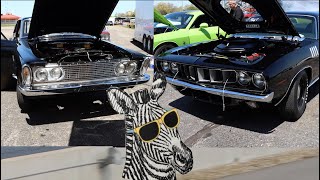 1971 Hemi Cuda vs 1963 Plymouth Savoy Max Wedge  FAST drag race [upl. by Enom]