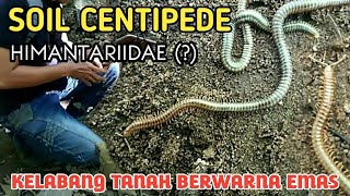 Ditemukan kelabang aneh berwarna emas Himantaridae  soil centipede [upl. by Aisad726]