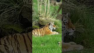 woburn safaripark beautiful love tiger animals explore travelshortsfeed shortvideo short [upl. by Ahsimot]