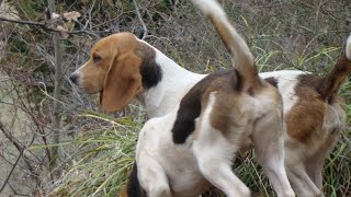 Chasse du lièvre au chien courant [upl. by Itnaihc]