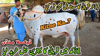 Today Taxila Mandi Latest Update 24 May 2024  Sasta Mall Naseeb Ka SodaQurbani Bakra Eid [upl. by Elocaj]