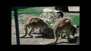 CART Zoology Kangaroo Enrichment [upl. by Opiuuk496]