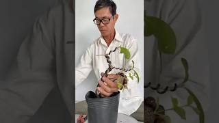 Bonsai shaping for cherry tree bonsaitips bonsaitree bonsaiideas diybonsai [upl. by Preston]