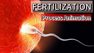 Fertilization process🧐 [upl. by Yevreh]