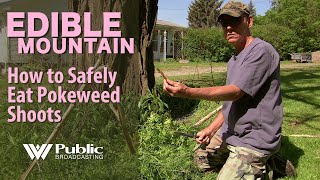 EDIBLE MOUNTAIN  How To Safely Eat Pokeweed Shoots [upl. by Nevin]