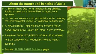 ስለ አዞላ ምንነት እና ጥቅምAbout the nature and benefits of Azola [upl. by Towbin]