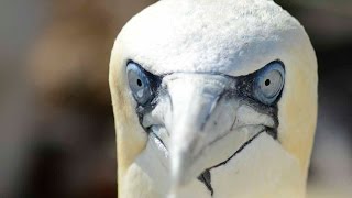 Northern Gannet [upl. by Persas]