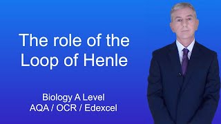 A Level Biology Revision Year 13 quotThe Role of the Loop of Henlequot [upl. by Ainitsirhc406]