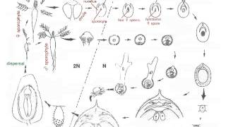 Cycad Life Cycle [upl. by Halil]