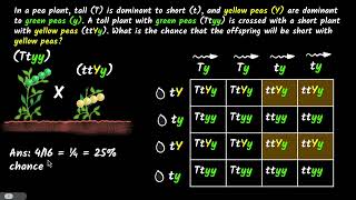 Dihybrid cross  Heredity and evolution  Class 10 Biology  Khan Academy [upl. by Anorahs]