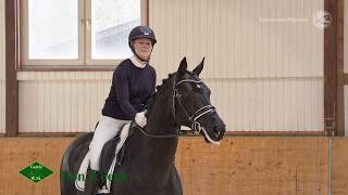 Sternschnuppe wird gedeckt  Bekommt sie ein Fohlen 🐴🍀😍 [upl. by Ahsinrac]