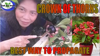 CROWN OF THORNS how to grow euphorbia milii from cuttings [upl. by Paff]