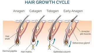 Trichology Hair growth cyclePhases of hairhair Theory of hair [upl. by Gnirps]