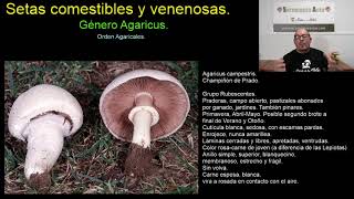 Agaricus Comestibles y Tóxicos  Identificación y Seguridad  Setamania Aula [upl. by Airuam]