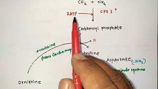 UREA CYCLE TRICKS  BIOCHEMISTRY  PROTEIN METABOLISM  PHARMACIST EXAM  ESIC  GPAT  NIPER  MBBS [upl. by Gisele]