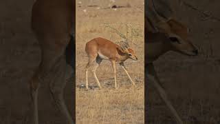 Steenbok in Etosha National Park [upl. by Tijnar]