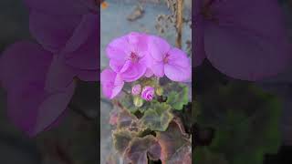 Nice to see my geraniums still blooming in November geraniums flowers garden bloom [upl. by Zetrok]