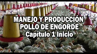 PRODUCCION POLLO DE ENCORDE MANEJO EN PRIMERAS ETAPAS [upl. by Eulalee]