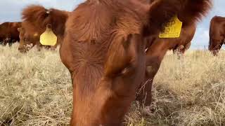 Hebert Cattle Co  Red Angus Cattle Grazing In November Idaho [upl. by Nodyl]