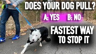 How to Stop Pulling Don’t Fall for the Leash Training Lie [upl. by Whatley452]