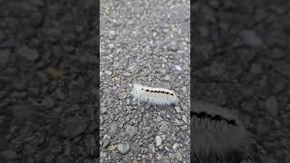 Hickory Tussock Caterpillar Ready to Pupate lepidoptera moths insects nature wildlife [upl. by Nnaear]