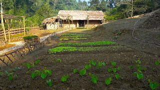 FULL VIDEO150 Days Farm Renovation amp Building Process Free Growing  Harvesting [upl. by Ecinahs]