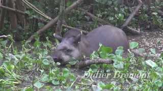 Tapir Tapirus terrestris [upl. by Oicnanev]