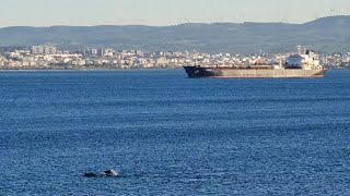 Dolphin Pod in Marmara Sea sealife fish fishing [upl. by Refotsirhc]