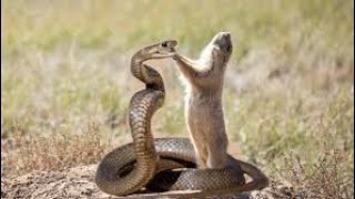 Snake vs Mongoose Real Fight [upl. by Eisenhart]