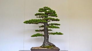 Formal Upright  Chokkaan Bonsai Style [upl. by Nylegna]