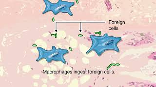 How Phagocytosis Works Animation  Macrophages Immune System Video [upl. by Trudie]