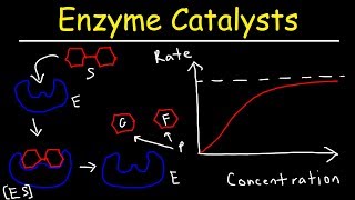 Enzymes  Catalysts [upl. by Aliza]