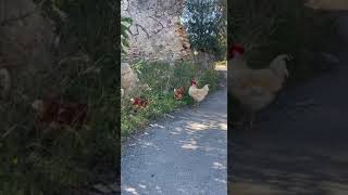 Gallinas pasean por Torredembarra [upl. by Maggie]