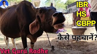 Bovine asthma  Contagious Bovine Pleuropneumonia  Dyspnoea in a cow  Dr Radheshyam Saini [upl. by Nylavad]