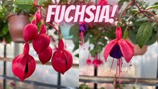 Fuchsia Plant Care How to Plant Grow and Care for Fuchsias [upl. by Zeke]