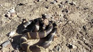 King snake vs Rattlesnake Oro Valley Az [upl. by Yelyab826]