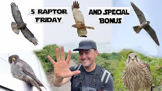 Crossness Raptor Special Vlog Plus Surprise Bird Bonus Canon R7 amp RF 200800mm [upl. by Shadow]