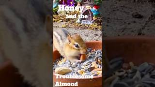 Special little chipmunk Honey wrestles with a tricky nut and wins perseverance animaltherapy [upl. by Borer399]