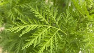 ARTEMISIA ANNUALE  Artemisia annua  analizziamo le sue proprietà antitumorali [upl. by Trebleht]