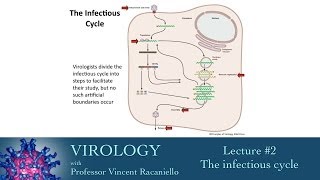 Virology 2014 lecture 2  The infectious cycle [upl. by Gaughan511]