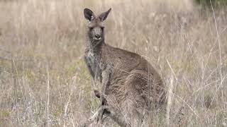 Eastern Grey Kangaroos at Lake Broadwater [upl. by Lartnom]