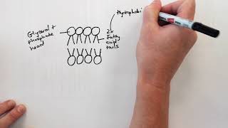 Phospholipid bilayer drawing video [upl. by Otanutrof]