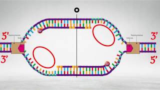 REPLICACIÓN DEL ADN [upl. by Alana]