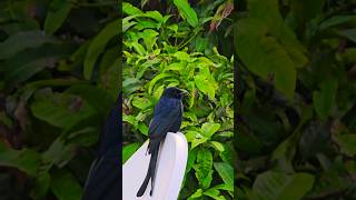 birds in winter evening nature birdslover bird naturelovers [upl. by Ludeman]