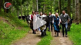 La transhumance une tradition familiale alsacienne [upl. by Alvan144]