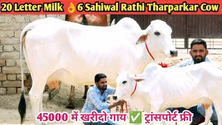 20 Letter Milk Sahiwal Cow 👌 45000 में खरीदो गाय ✅ ट्रांसपोर्ट फ्री 🎉 Top 6 Sahiwal Rathi Tharparkar [upl. by Kendrick955]