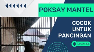 Burung Poksay Mantel Gacor  Suara Pancingan Untuk Poksay Mantel Yang Malas Bunyi [upl. by Giordano]