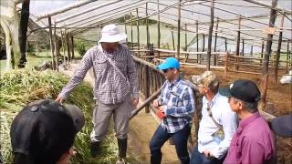 Almacenamiento de pasto de corte en TAMBOS para evitar temperatura [upl. by Barnabe]