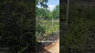 Jahe polibek sekali aplikasi naturagen langsung mantap [upl. by Dnomayd]