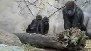 Gorillas at Tarongawmv [upl. by Gasper976]